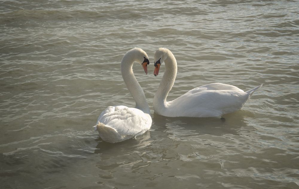 Photograph by Светлана Мельник