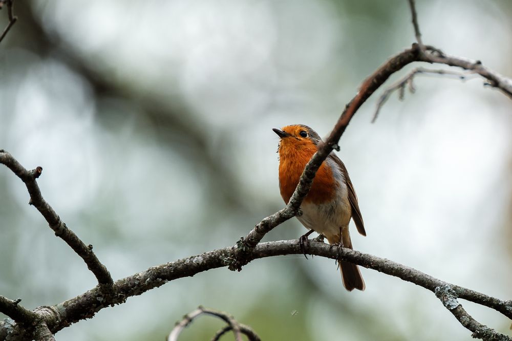 Photograph by Алексей Баженов