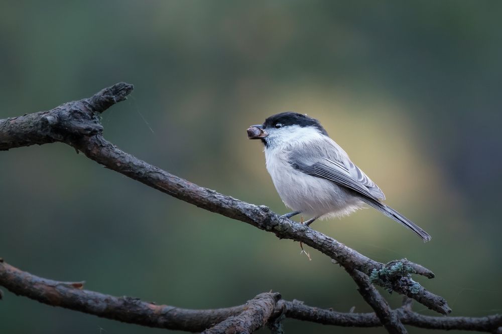 Photograph by Алексей Баженов