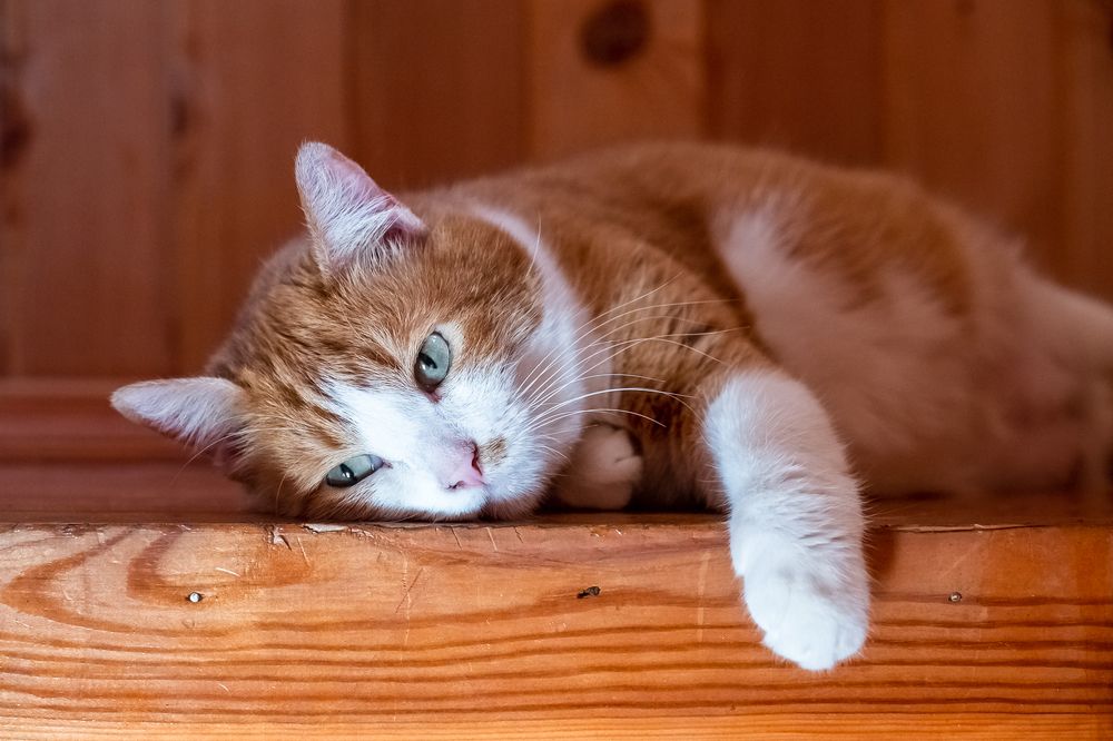 Photograph by Алексей Баженов