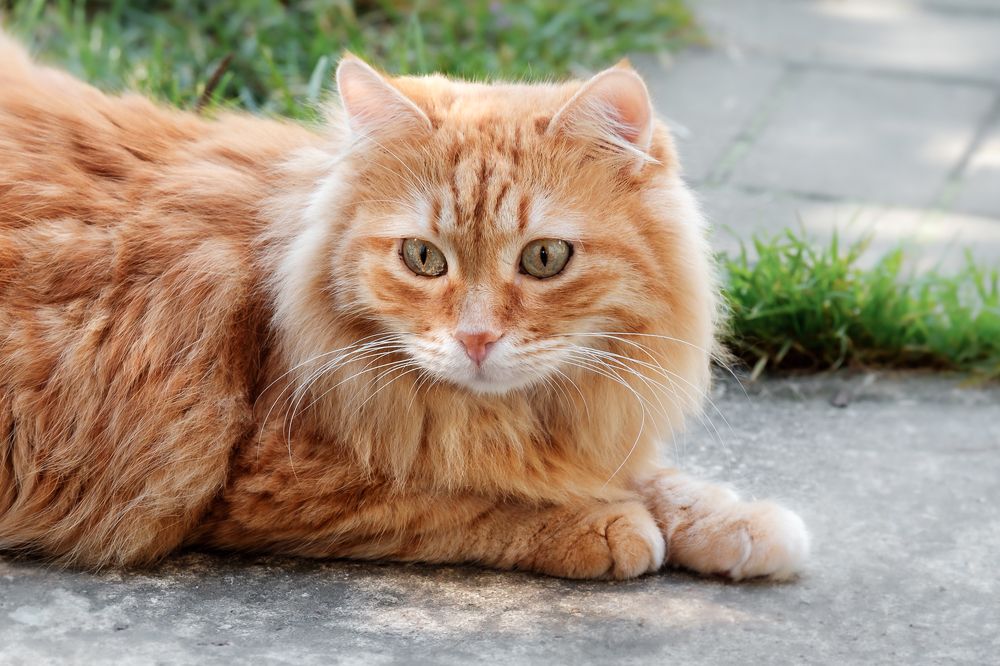 Photograph by Алексей Баженов