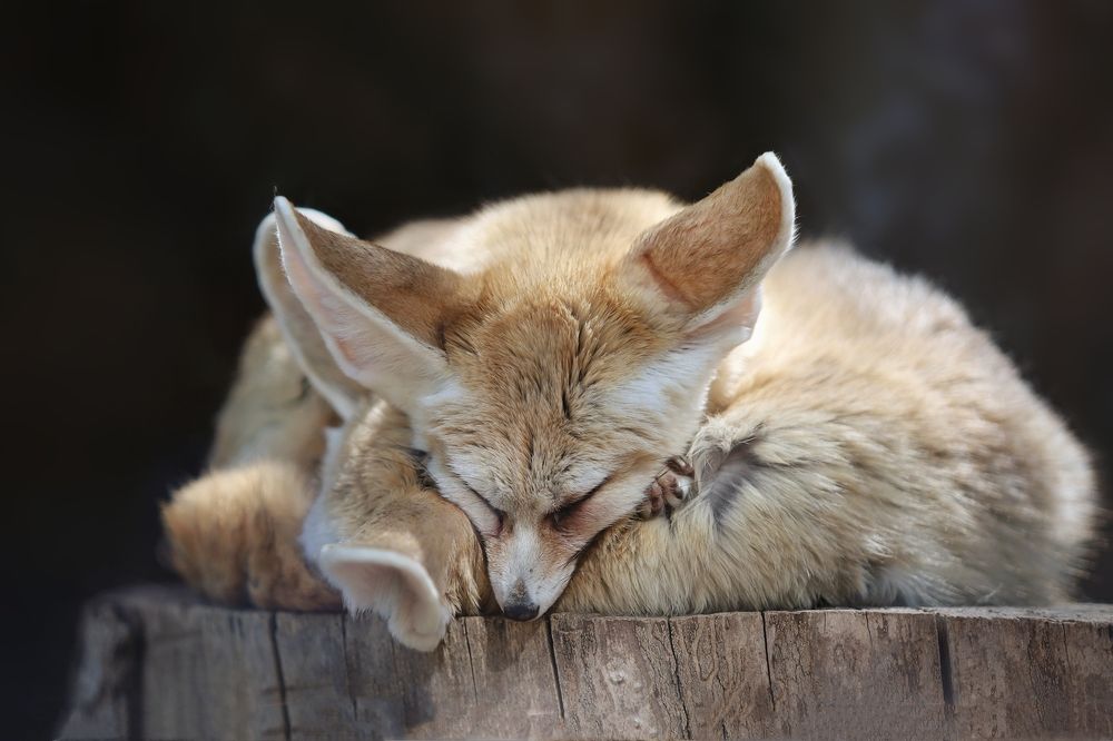 Photograph by Роман Красношапка