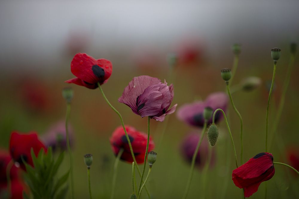Фотография автора Анатолий Макоедов