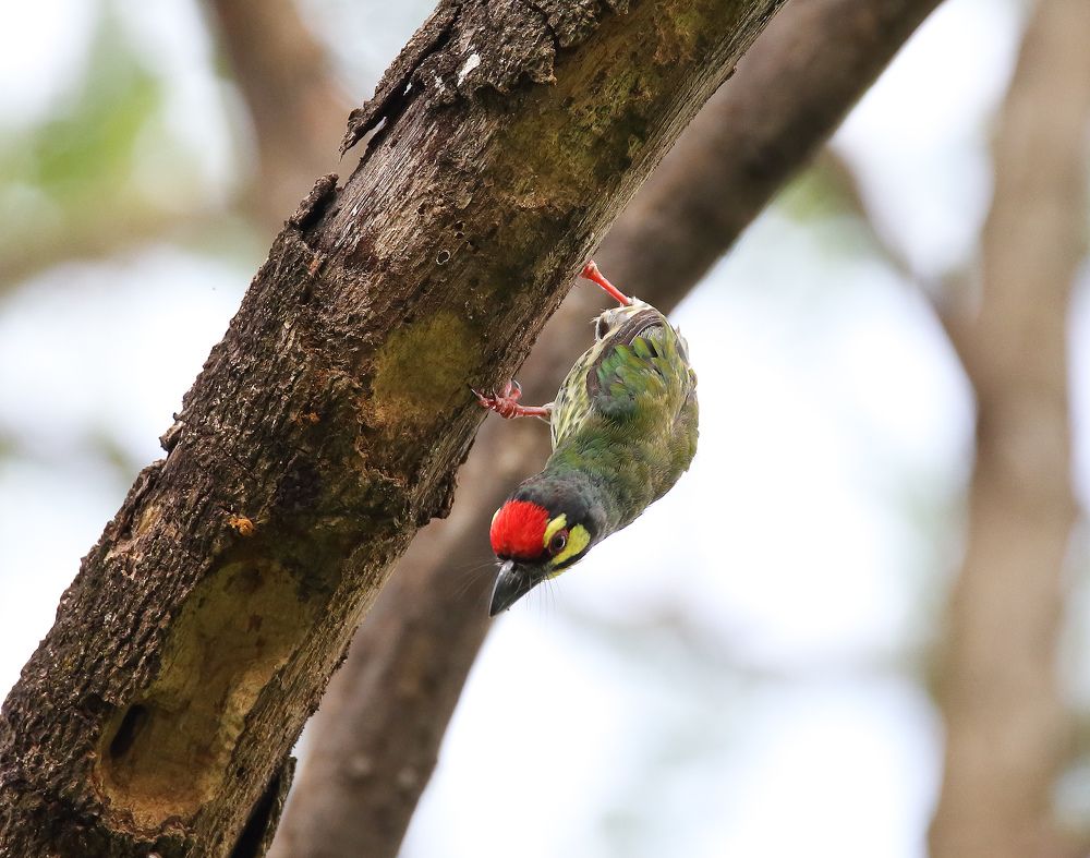 Photograph by Xuan Quyen Nguyen