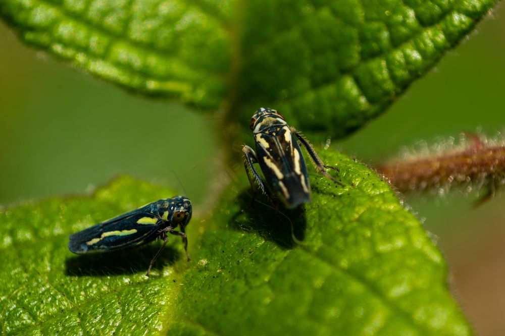 Фотография автора Jose Marcos Carvajal Tarazona
