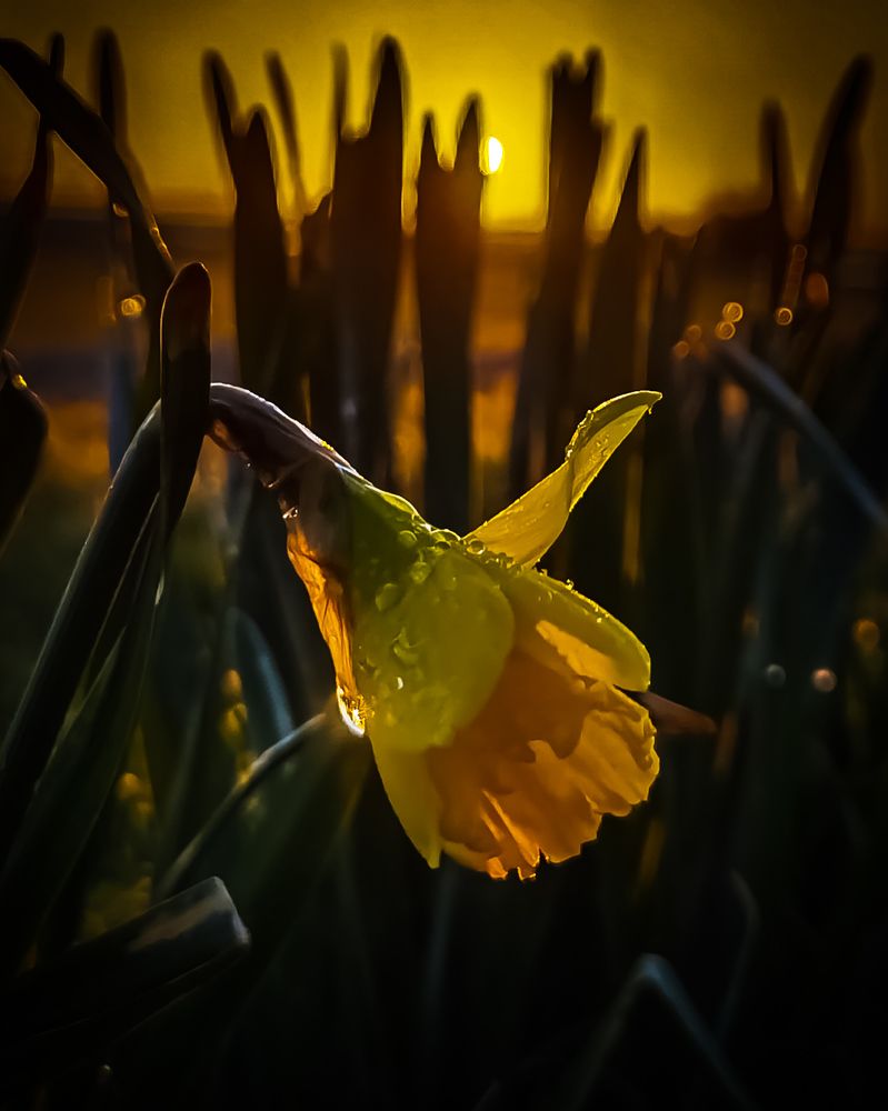 Photograph by Michael Deligan