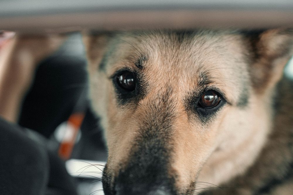 Photograph by Ольга Григорьева