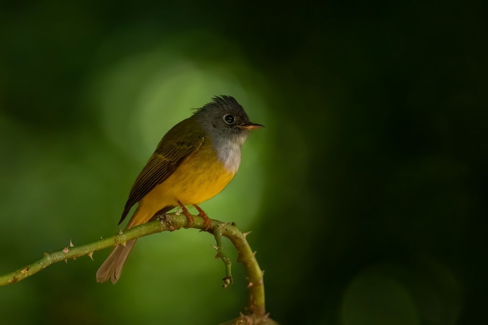 Photograph by YEDU KRISHNAN K B