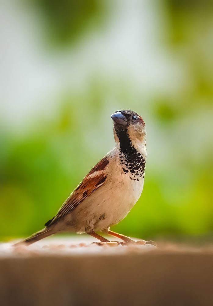 Photograph by Ahmad Shihab