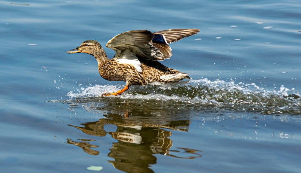 Photograph by Игорь Черемных