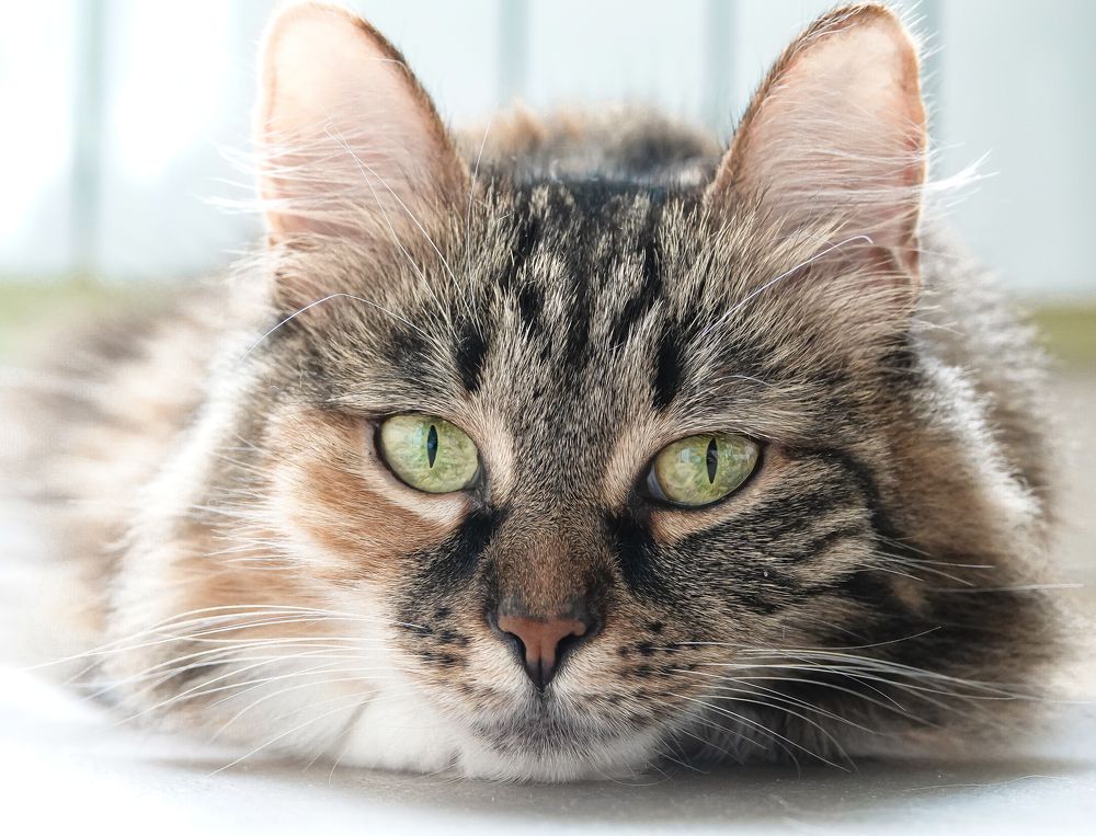 Зеленоглазая кошечка