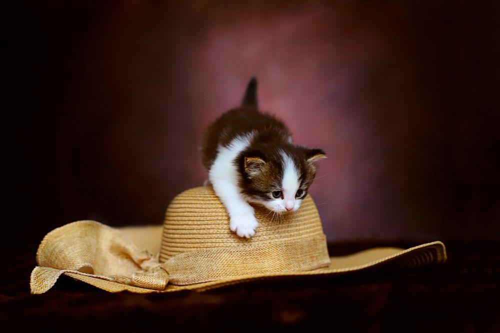 Photograph by Светлана Свахина