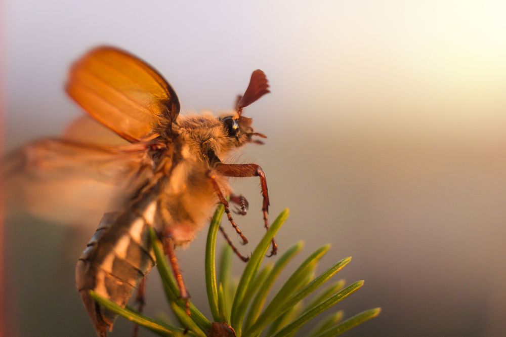 Photograph by Виктория Мамаева