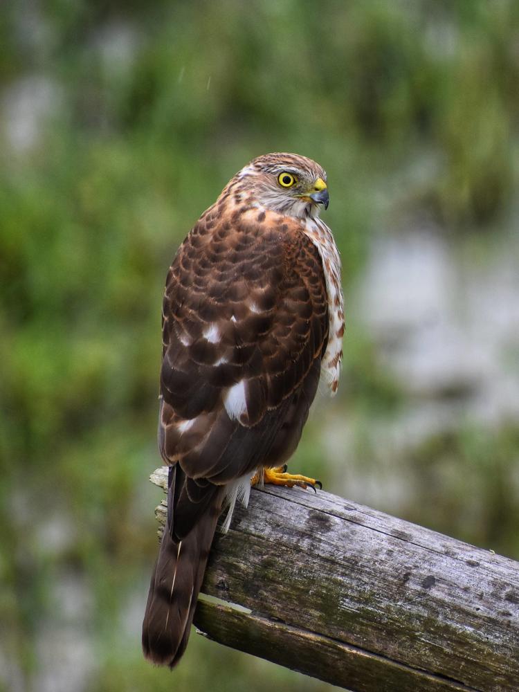 Photograph by Anik Mistry