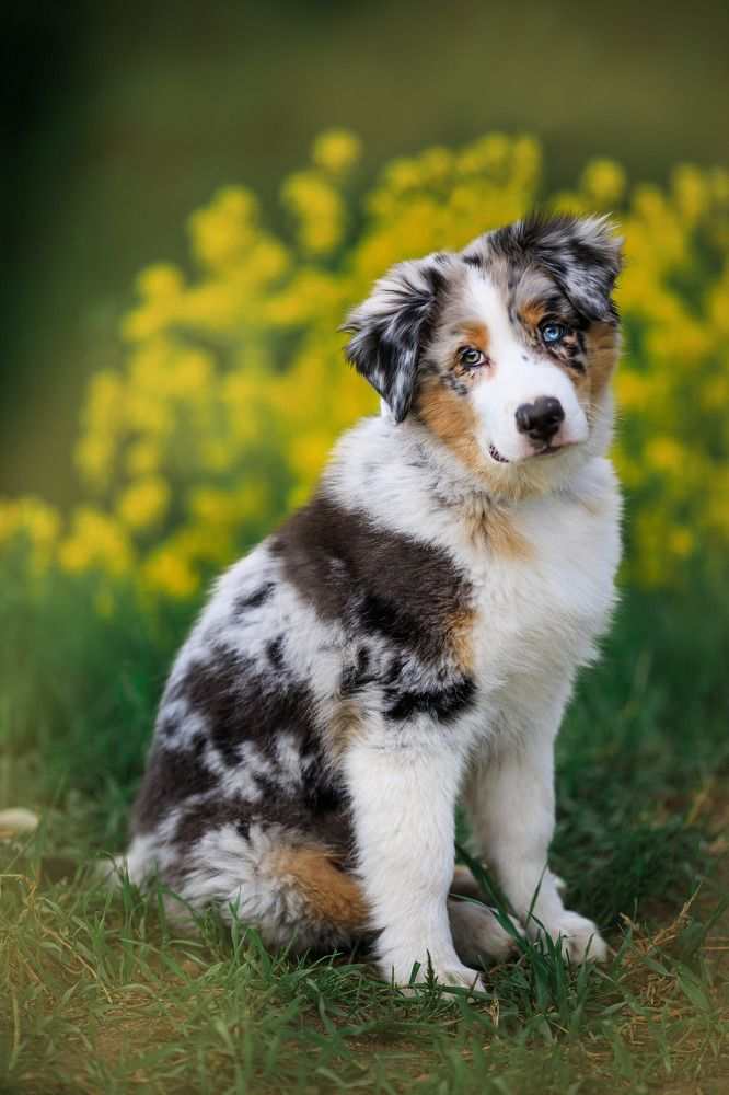 Фотография автора Ольга Трифонова