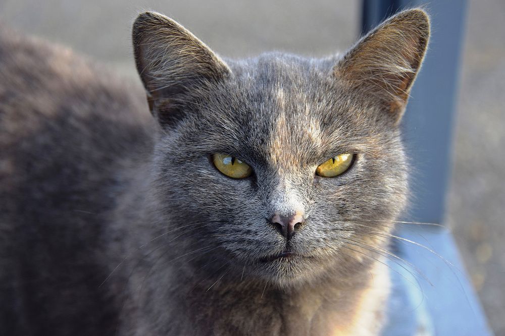 Photograph by Margo Margo