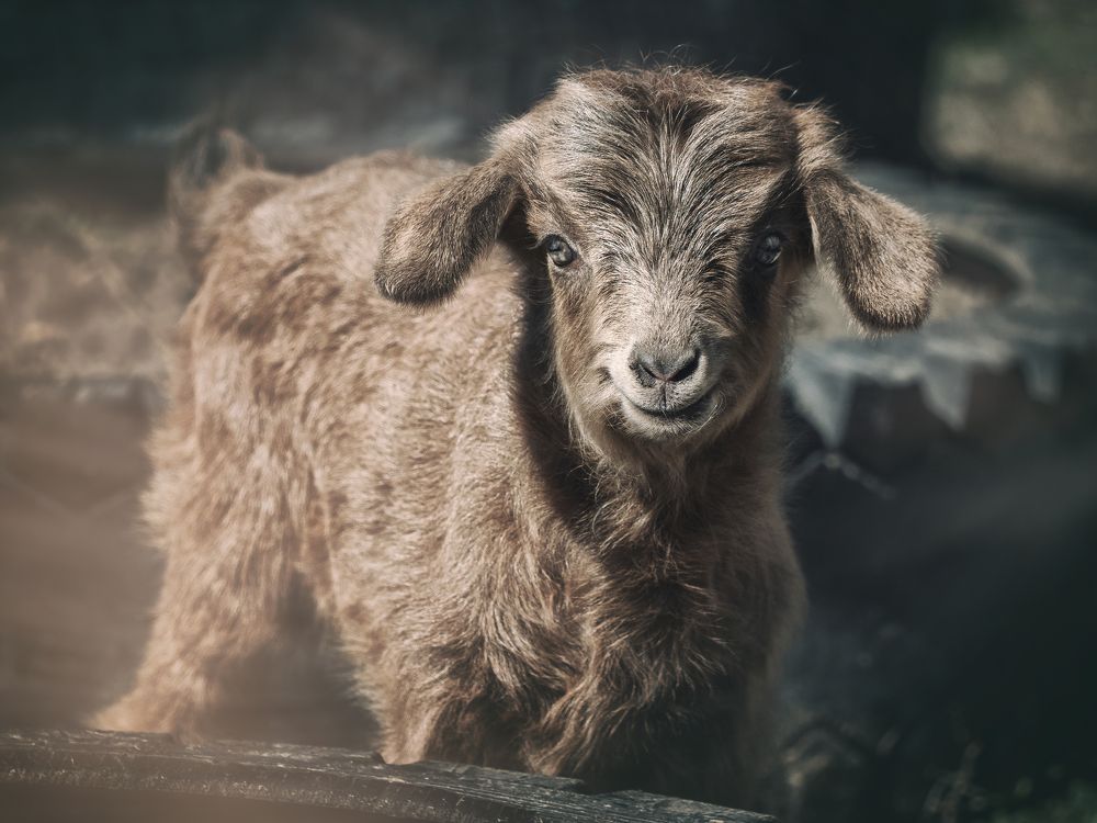 Фотография автора Илья Копелиович