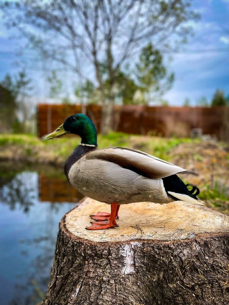 Photograph by Andrey Purtov