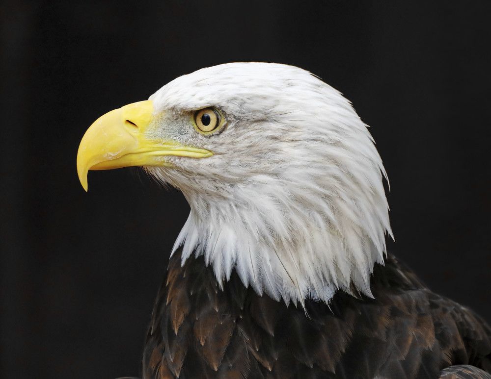 Photograph by Gareth Parkes