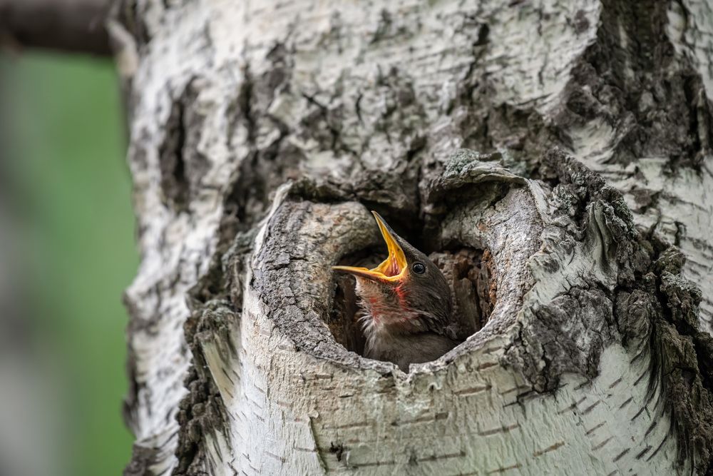 Голодный птенец