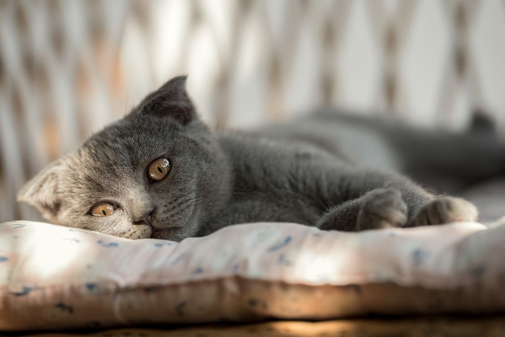 Photograph by Ольга Рагинская