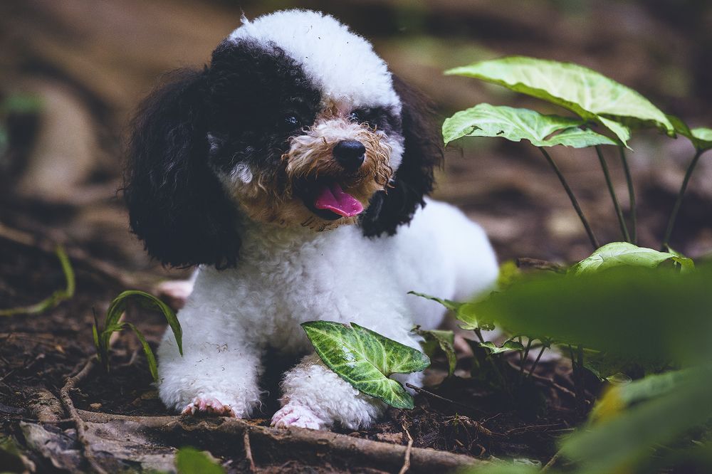Photograph by Ngọc Vân (Helena Vân) Nguyễn