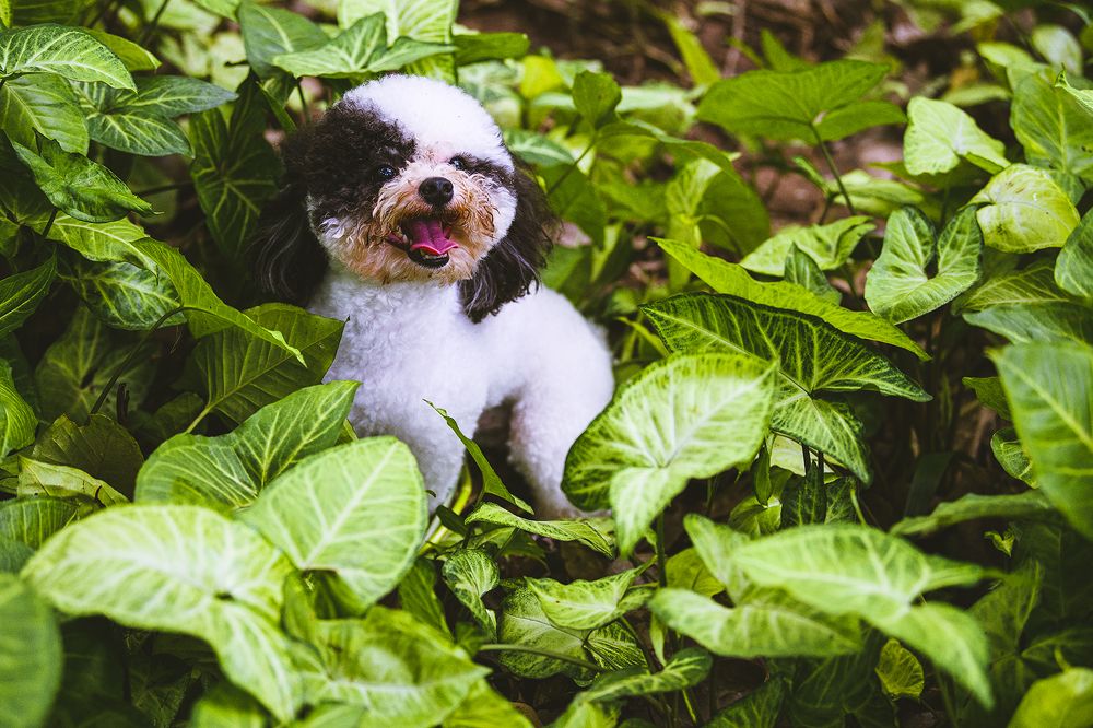 Photograph by Ngọc Vân (Helena Vân) Nguyễn