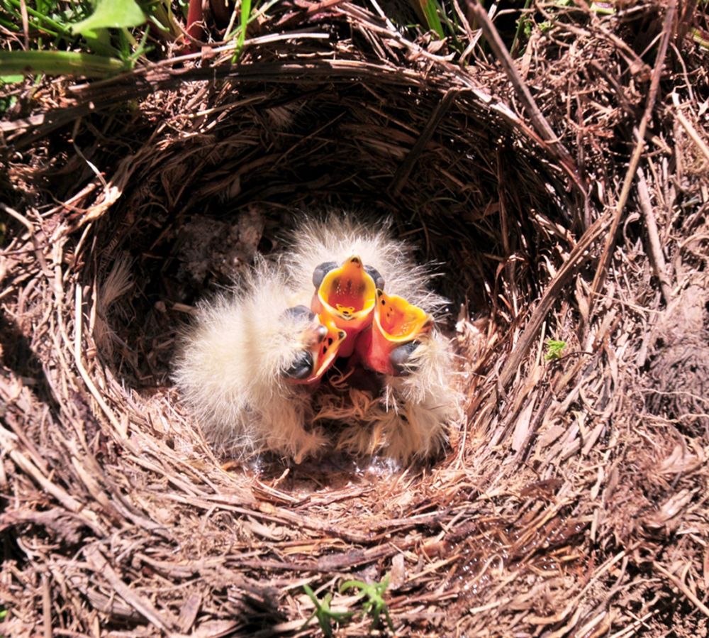 Photograph by Muzaffer Sütlüoğlu