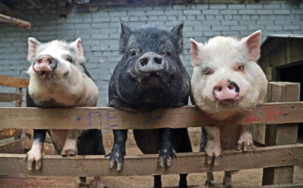 Photograph by Маргарита