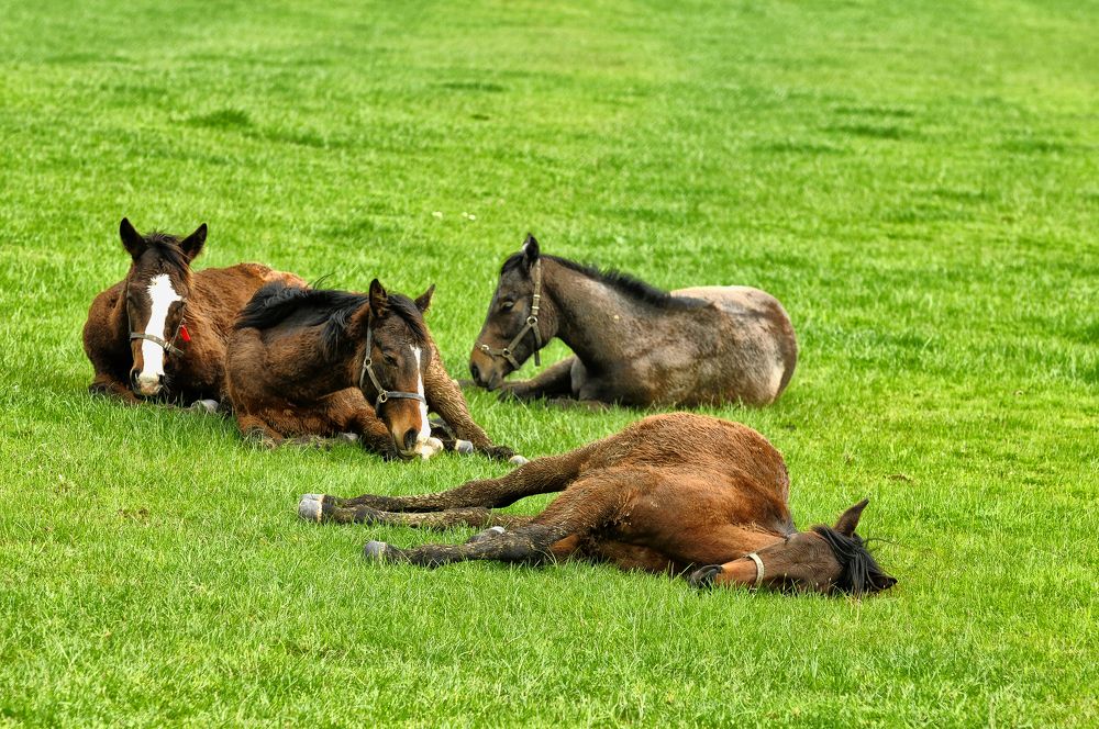 Photograph by Muzaffer Sütlüoğlu