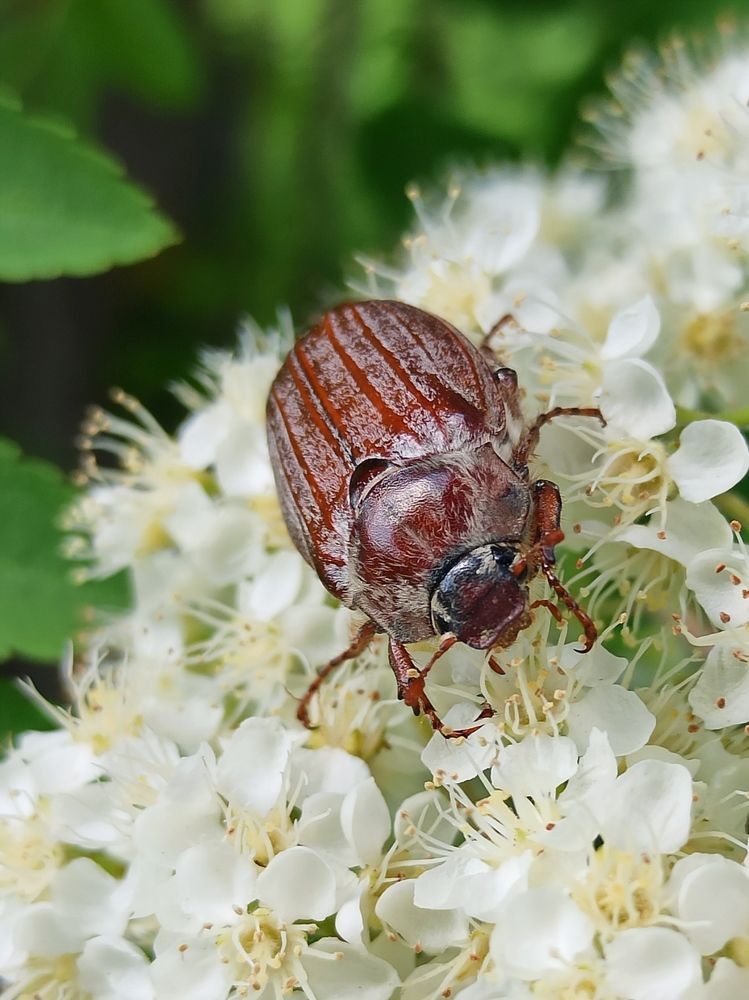 Photograph by Halina Mitsevich