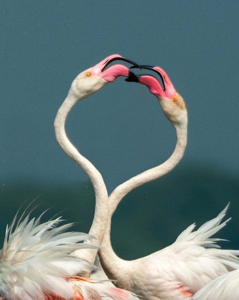 Photograph by Susanjit Saha