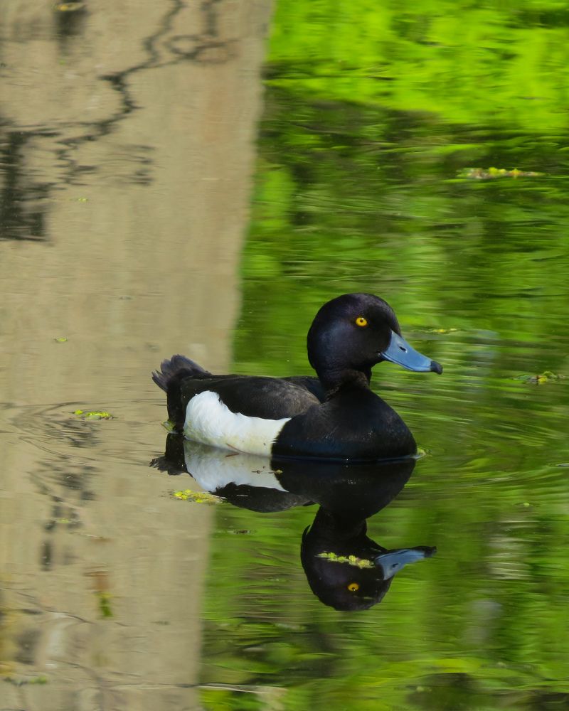 Фотография автора Марина Алексеевская