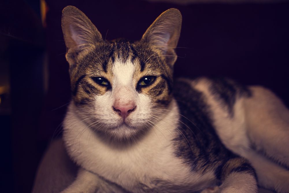 Домашний кот