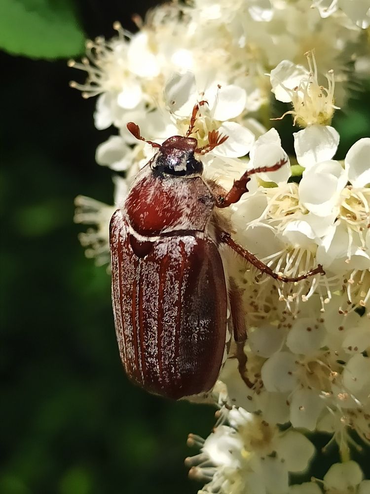 Photograph by Halina Mitsevich