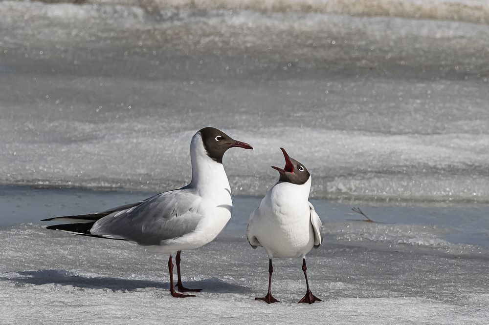 - Поговори со мною, милый...