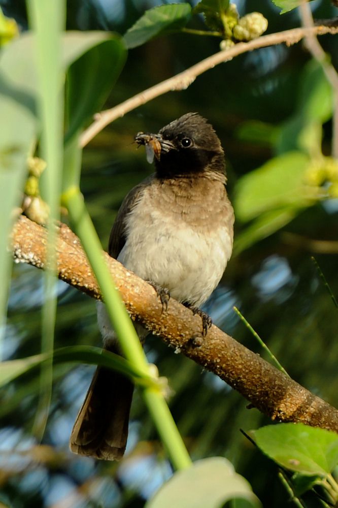 Photograph by Hashem Mohamed