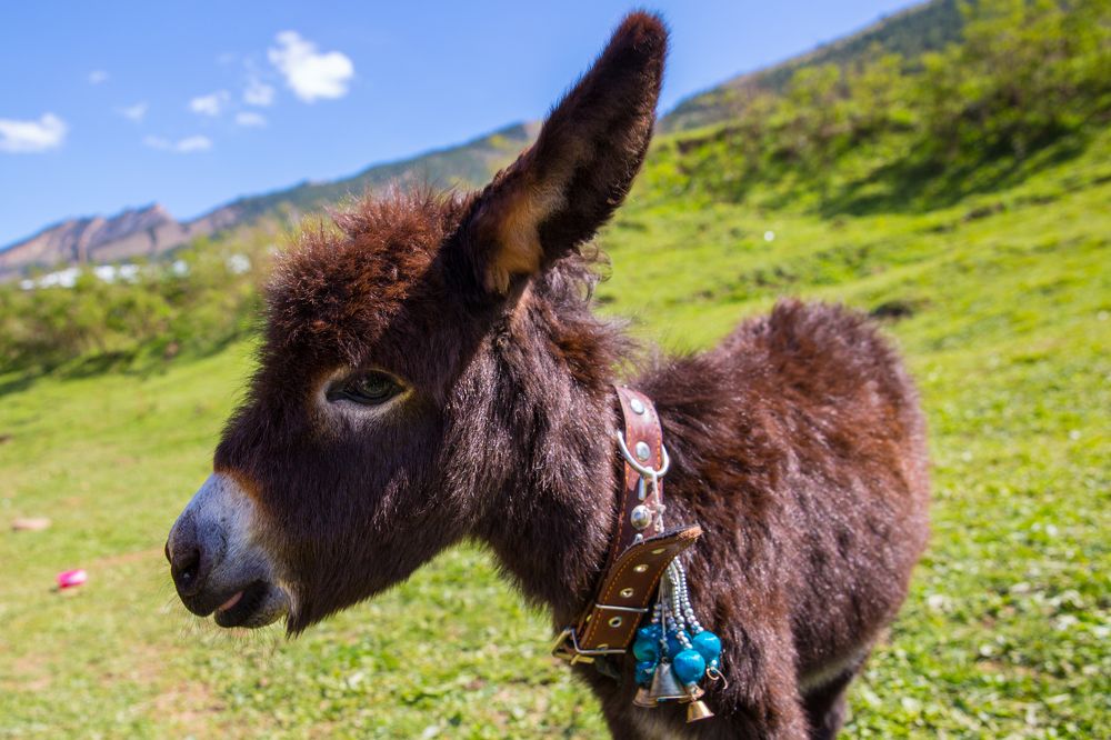 Photograph by Фирдаус Карипова