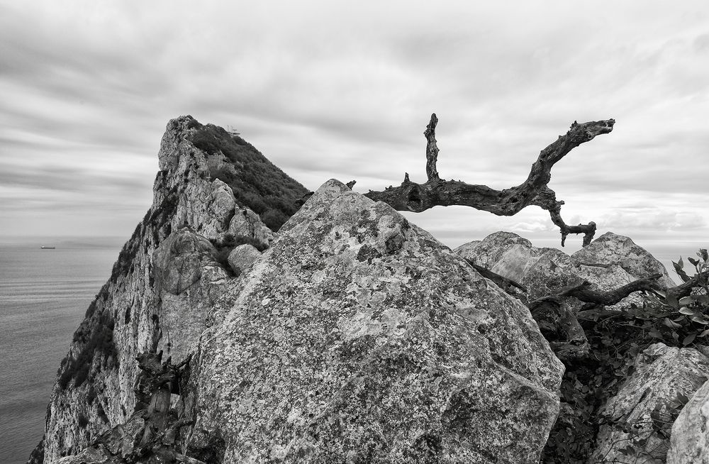 Дракон Гибралтарской скалы.