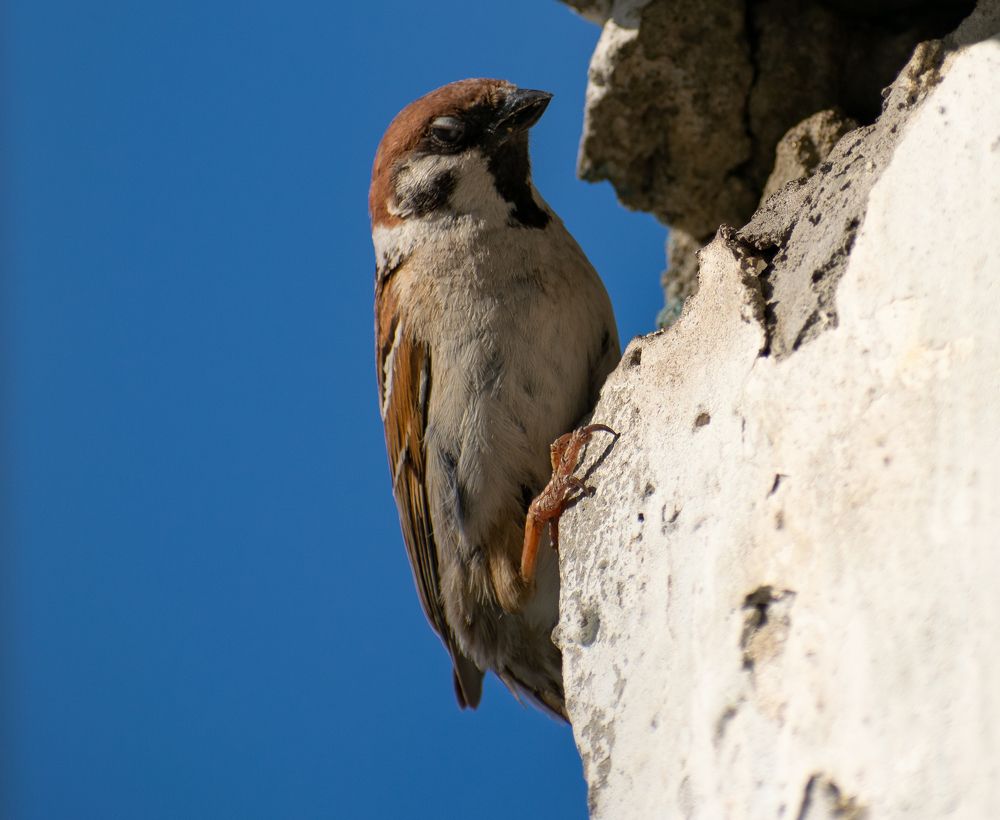 Фотография автора Савельев Алексей