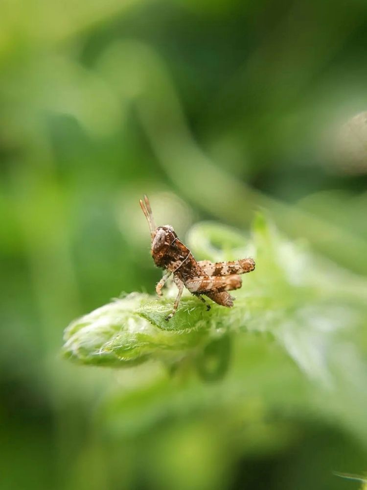 Macro photography