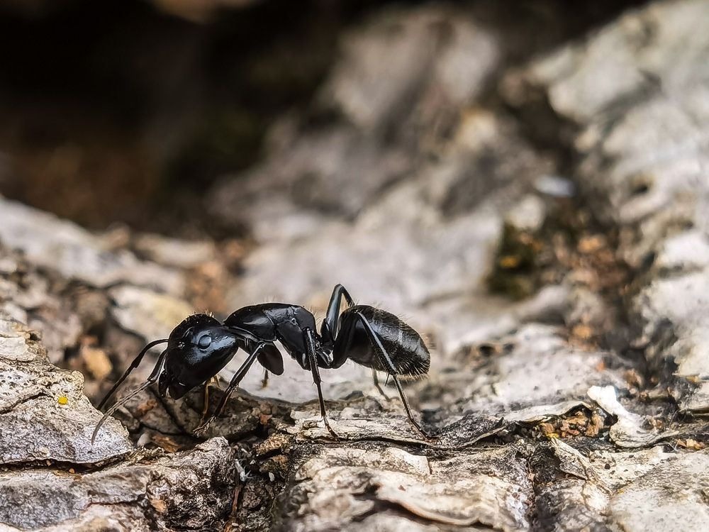 Фотография автора Petar Metić