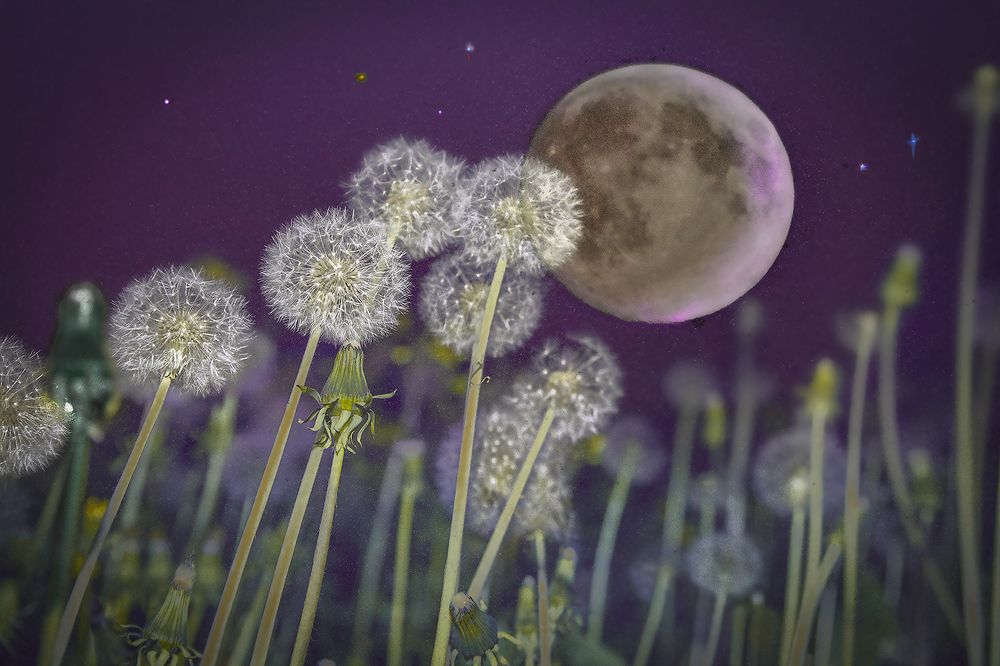 Большой одуванчик