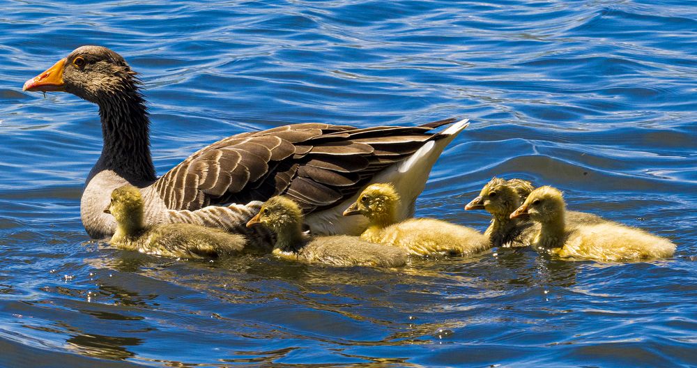 Photograph by Alex Kalpus