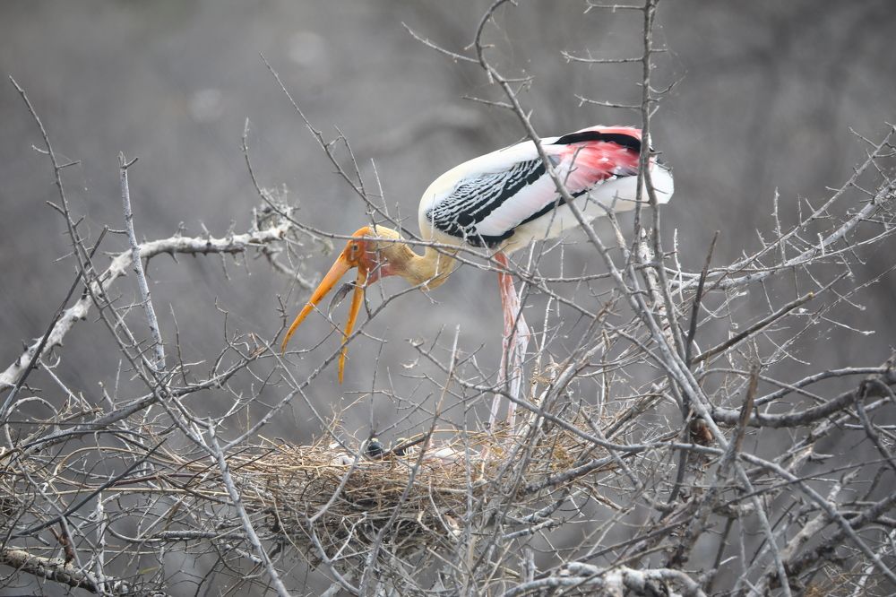 Photograph by Pavith Malaka Senarathne