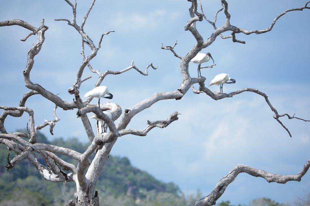 Photograph by Pavith Malaka Senarathne