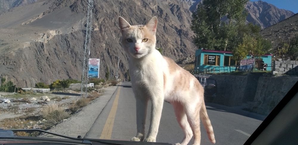 Cat on my car dashboard