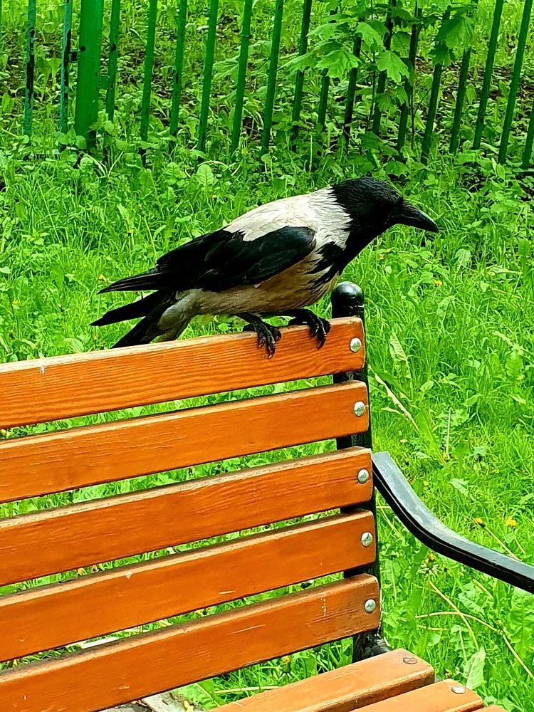 Photograph by Ева К.