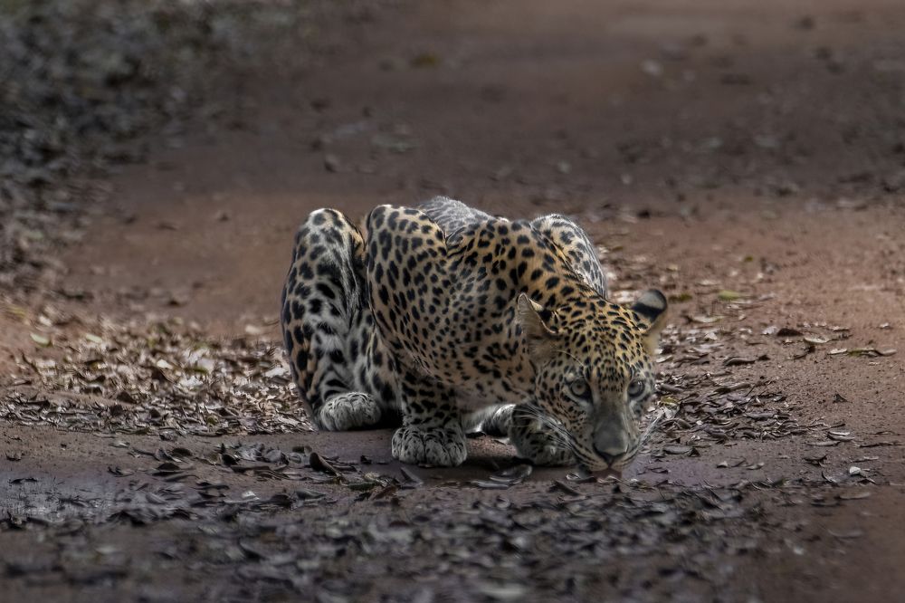 Thirsty Leopard