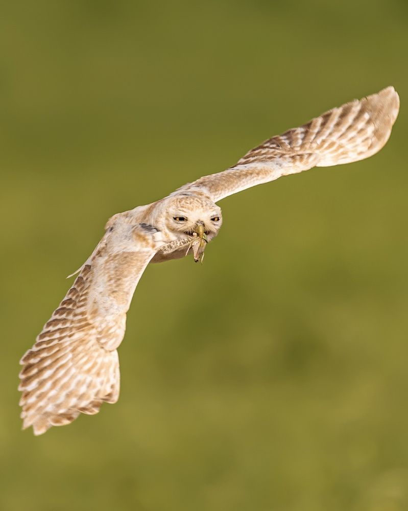 Little owl flying with a grasshopper !
